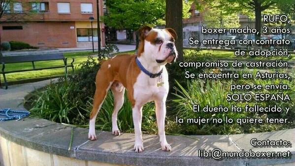 MundoBoxer's tweet photo. #SOSBoxer #AdoptaUnBoxer Rufo, boxer 3 años,  sólo tiene 1 semana para encontrar un hogar o casa de acogida.RT Porfa http://t.co/SjvYQmHYWK