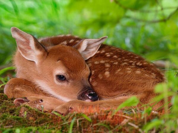 BabyAnmlPosts's tweet image. Baby deer!