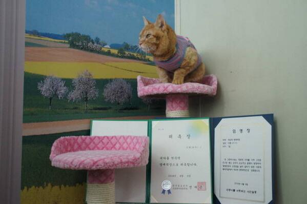 kricgokr's tweet image. 대한민국에도 고양이 (명예)역장이 탄생했다 
다행이 부천 역곡역장 취임 
bit.ly/1oOnozf