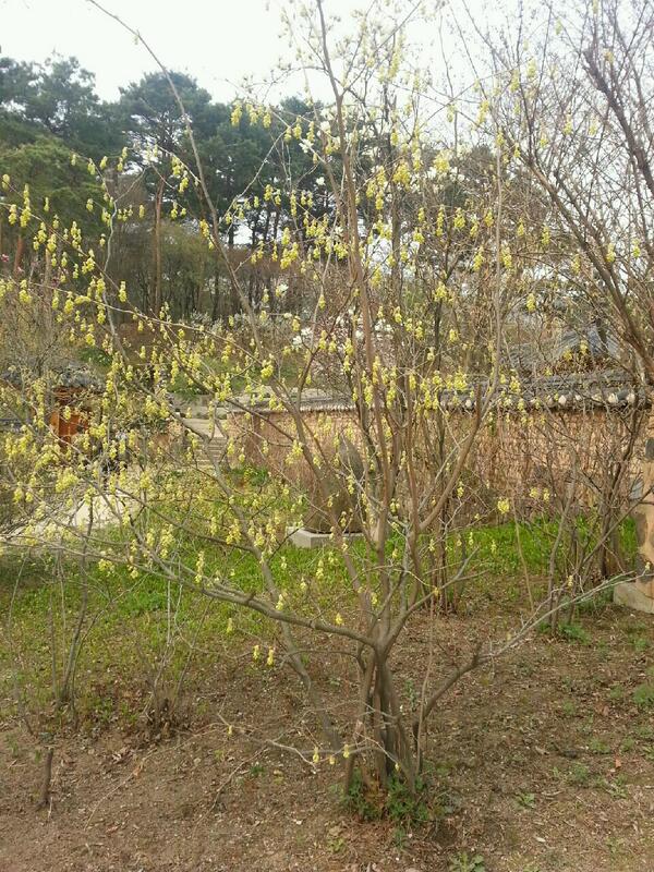 미술관 담장아래 히어리가 꽃을 피웠네요. 멸종위기식물 52종 중 하나랍니다. 며칠전 산림과학원에서 10년 연구끝에 대량번식기술을 개발했다는 기사를 본것같은데..