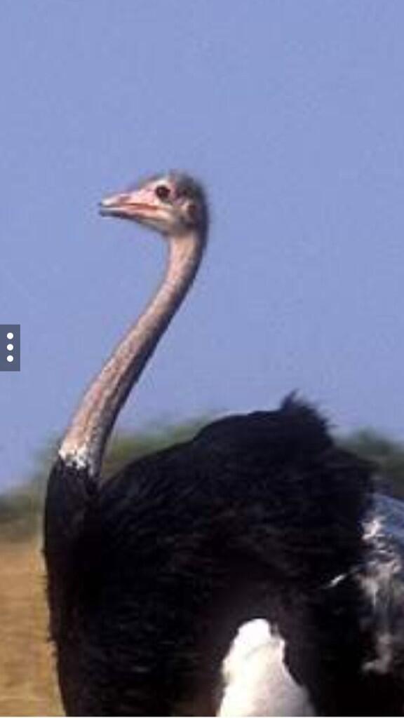 6uilds's tweet image. #askseapug