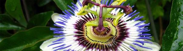 AboombaNews's tweet image. THE SOUND OF FLOWERS clothing, jewelry, accessories, curated with #IntelligentStyle ow.ly/3j8mnz