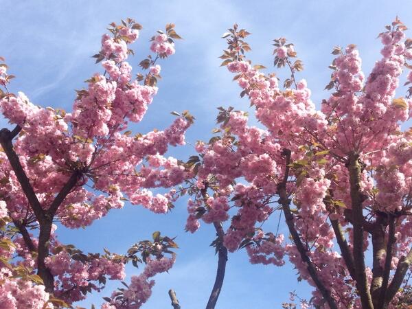 podgardendesign's tweet photo. http://t.co/YbvdGFE0BZ