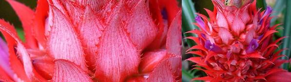 AboombaNews's tweet image. BLOSSOMS OF PINEAPPLE clothing, jewelry, accessories, curated with #IntelligentStyle ow.ly/3j8nxl