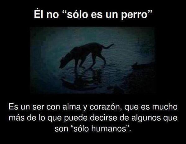 HobbyMascotas's tweet image. Él no sólo es un perro... hobbymascotas.com
