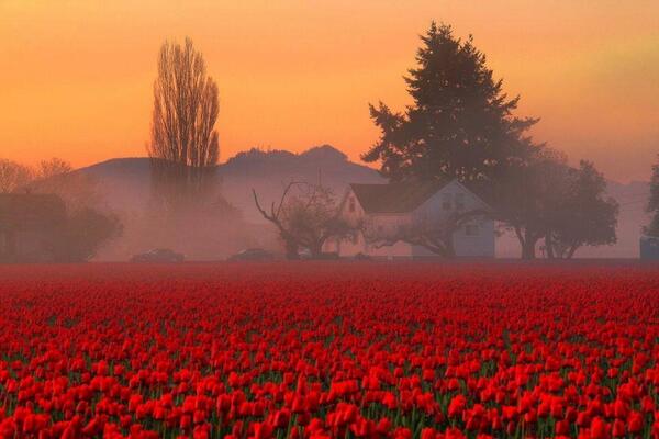 Gabriele_Corno's tweet photo. Spring in Washington state #Tulips #sunset http://t.co/oTEeLRDGAo
