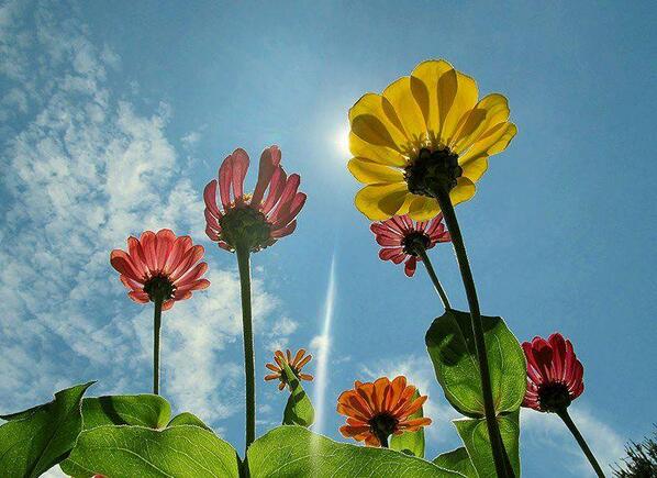 Gabriele_Corno's tweet image. Blue #spring #flowers #sky #reverse #Dreamers