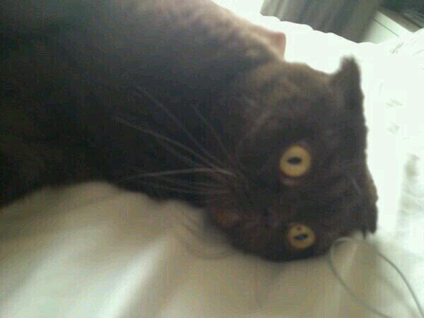 ChocoBeo's tweet image. 