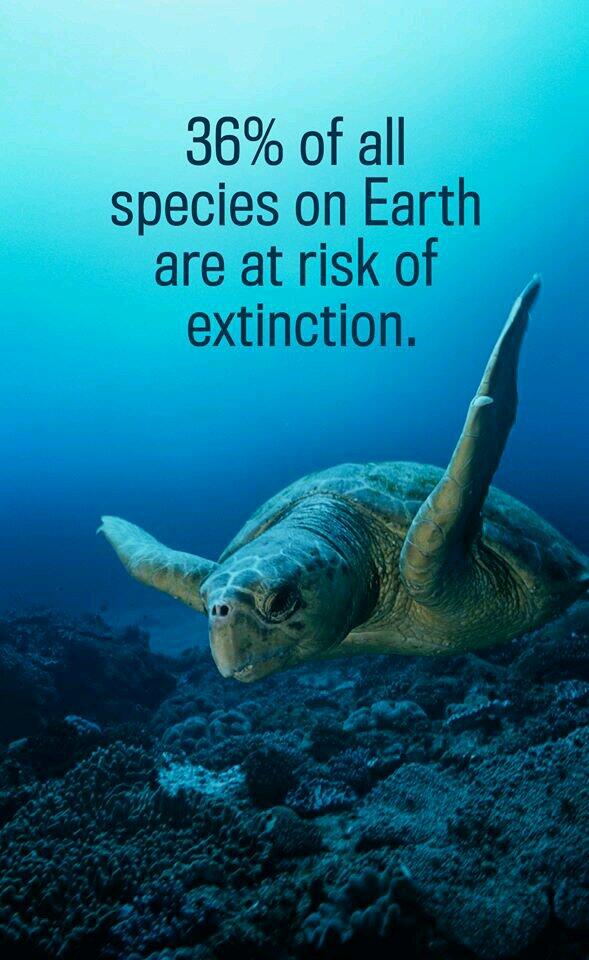 PaulDuncan89's tweet photo. The next generation best be fans of museums #extinction #animals #life http://t.co/Ol03H5PB61