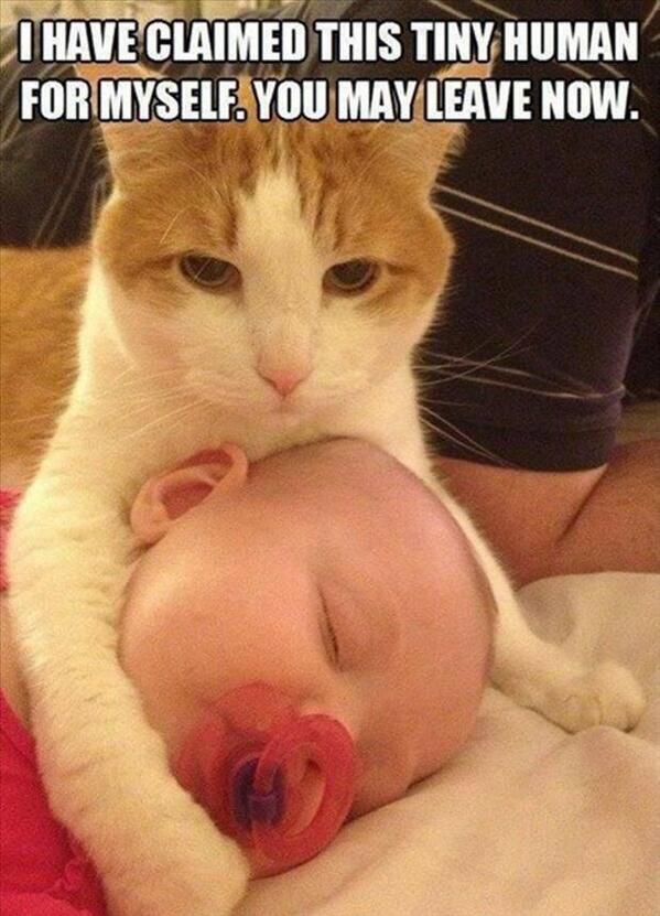 funnycutecat's tweet photo. This tiny human is mine!
http://t.co/6RQcyuJb1w  #funnycat #cutecat http://t.co/1zcqvdh7Ve
