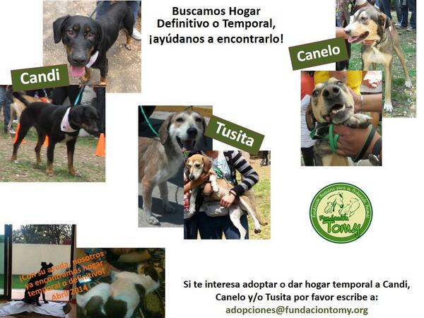 Urge Adopción para estos hermosos! Súper sociables y cariñosos adopciones@fundaciontomy.org