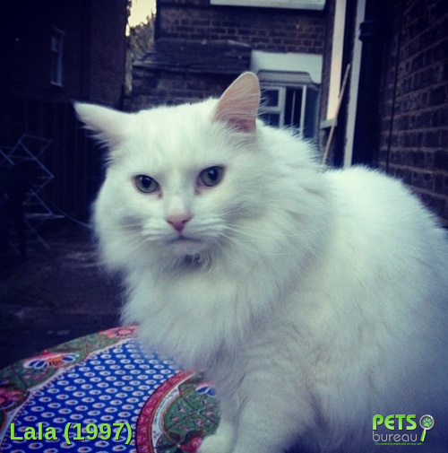 Pingoo_The_Cat's tweet image. #MISSING #Cat Lala from #London #E8 area. See details here: j.mp/1oQnFBW   #HelpFindThem #lost #cats