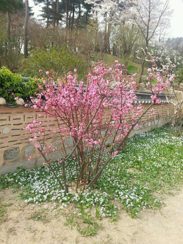 히어리가 노란색으로 품위있게 멋을 내고있는 옆에 풀또기가 강렬하게 눈을 끕니다. 가끔씩 만첩홍매실(겹홍매)과 혼돈하시는 분이 계신데 확실한 구분방법은 풀또기는 관목(shrub), 겹홍매는 교목(tree)입니다.