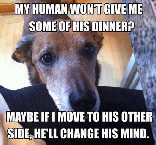 MensHumor's tweet photo. Dog logic... http://t.co/KvKuvzL1bi