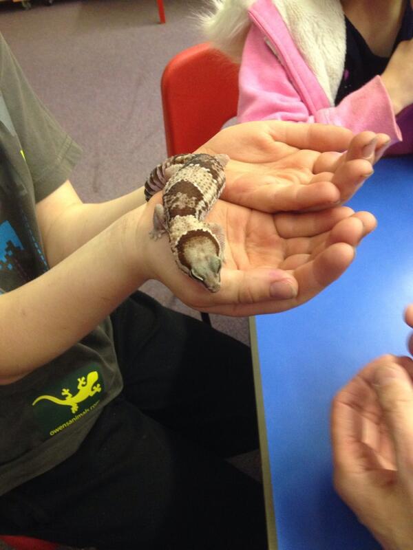 Prime__Sports's tweet image. Meet Freddie the Fat Tailed Gecko thanks @owensanimals. Kids loving it!!!
