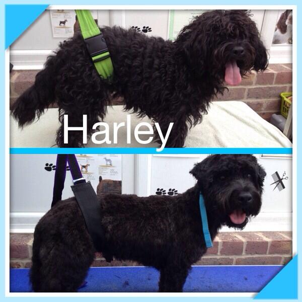 Woofy_tails's tweet photo. Harley the Westie-cross-Poodle 🐶🐾 http://t.co/8tBPPqNHuR