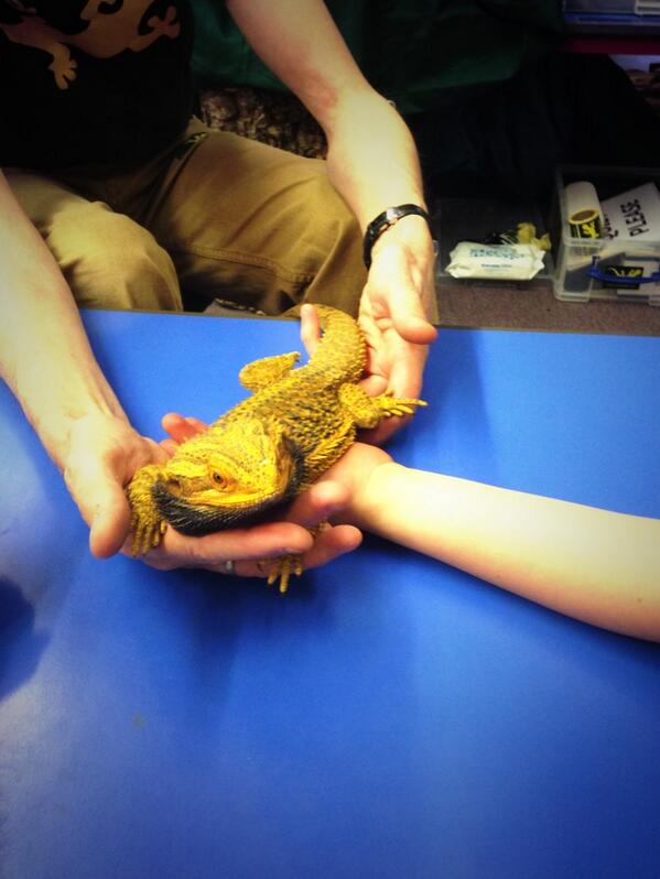 Prime__Sports's tweet image. Bearded dragon time!!! @owensanimals