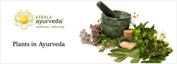 Happy Arbor Day!   It is interesting to understand the medicinal properties of the plants.  ayurvedaacademy.com/blogs/importan…