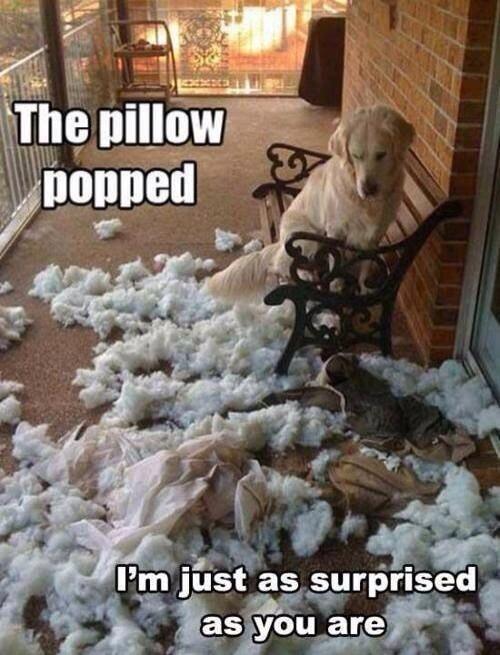 dogs_pal's tweet photo. http://t.co/F8B3IEj3Vd