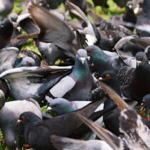 PigeonJon's tweet photo. Best Dressed at the Party. http://t.co/wk34kHjyGG