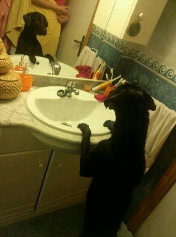 Esther__Gomez's tweet photo. Una nueva inqilina en casaaa!!@Beatriz_gbm http://t.co/jki8kIJW6E