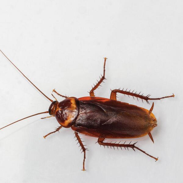The results are in! The most maddening pest award goes to the American cockroach! #MarchPestMadness