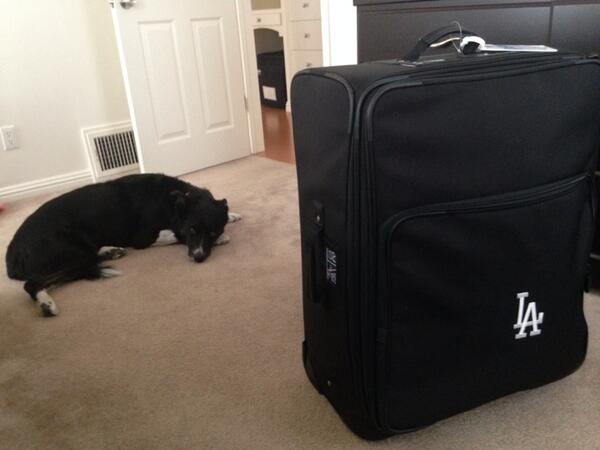 alannarizzo's tweet photo. Packed and ready to go for our two-city road trip to AZ and SF. Someone is none too pleased. #hateleavinghim #sadpup. http://t.co/8MZdgI2rHC
