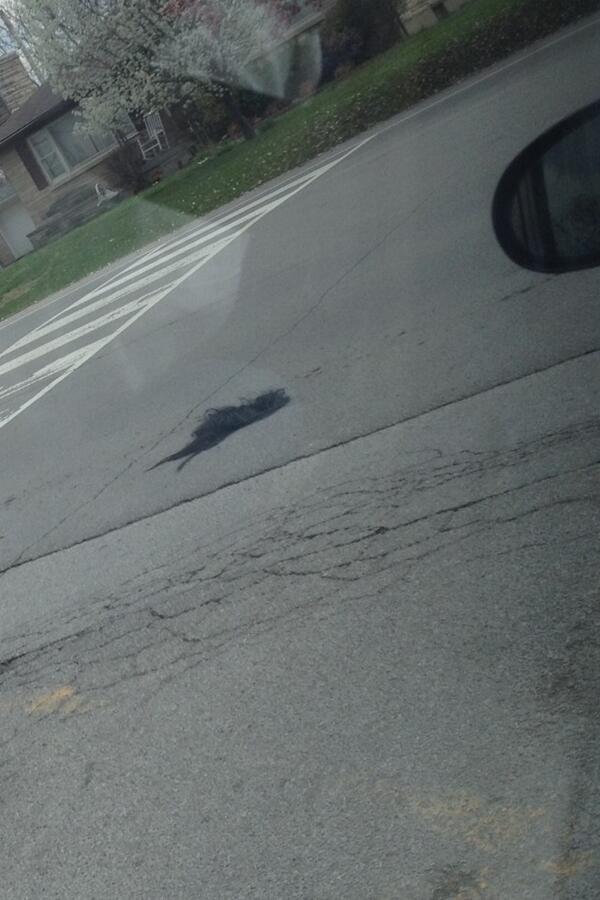 __nicolio's tweet image. When you stick your head out the window of the bus and your weave falls out ///: #prpproblems
