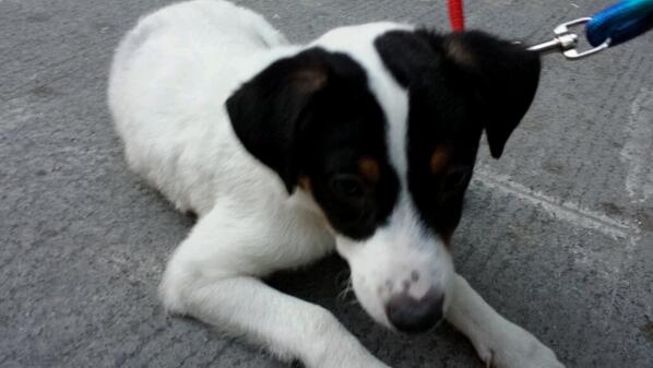 MasaMadre_Jaen's tweet photo. Hemos encontrado a cachorro d bodeguero de 3 meses en los jardinillos. Buscamos dueño o casa d acogida.@JaenRT http://t.co/6ig36FbmDc