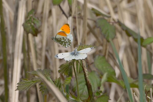 KentishPlumber's tweet image. @ukbutterflies @britbutterflies #OrangeTips Butterflies mating 01-Apr-2014 Chiddingstone Causeway, Kent