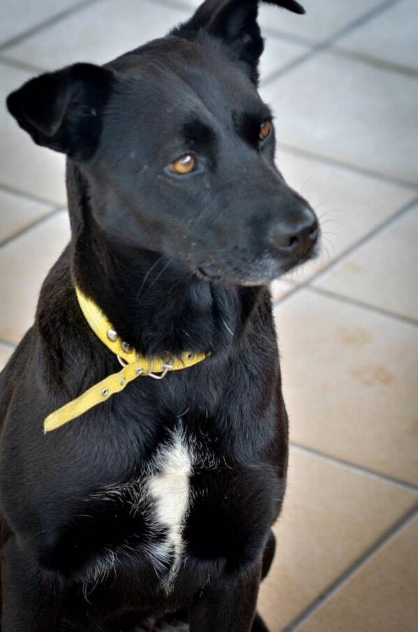Otra foto de Brida! 4 añitos, muy agradecida, inteligente y cariñosa! Hermosa! #AdoptaNoCompres #DF