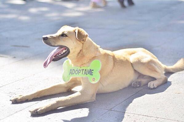 Este es Bambi! 1 año! Ha tenido una fantástica recuperación y busca un hogar donde retribuir todo el cariño! #Adopta