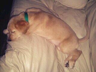 VickSarmiento's tweet photo. @YOTRAKA  Yonoquieroparar DE DORMIR! http://t.co/aPNhhZ9iJb