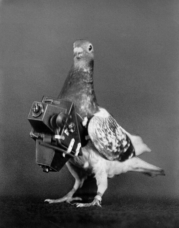 HistoryInPics's tweet image. 1908, Pigeons were fitted with cameras to take aerial photos. Photograph by Roger Viollet.