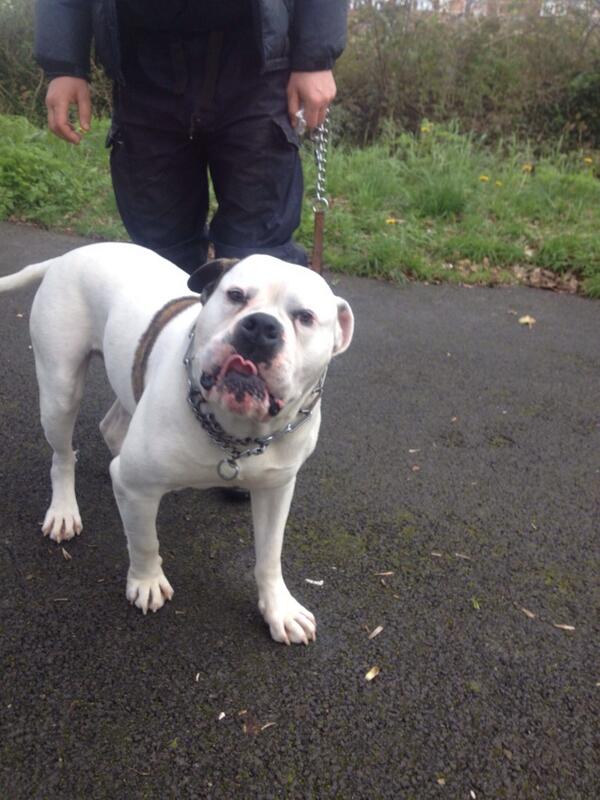 AshRescue's tweet photo. Allllllwight my names Nelson !!:)) #dogs #pets http://t.co/cvrhgMS8oh