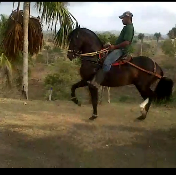 rbecharav's tweet photo. @CriaderoNorte Temible montado por su cuidador y parafrenero. http://t.co/RimKwMu8dJ