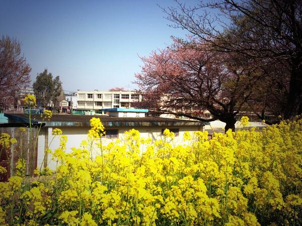 おはようございます(＾∀＾)
常盤平第一小学校の菜の花がすごく綺麗なので、つい写真を♪
新入生がすごく楽しそうに登校しているのを見てほっこりしました。
さて、今日も1日頑張りましょう！