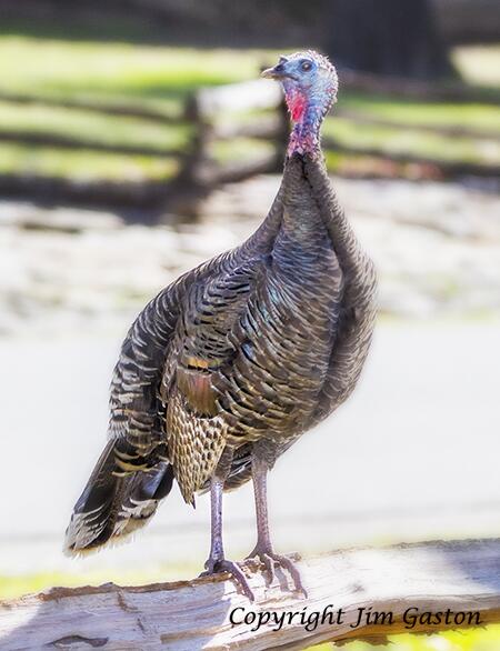 GastonsResort's tweet photo. Gaston's Nature Trails - Wild Turkey http://t.co/WoQaY94p7M