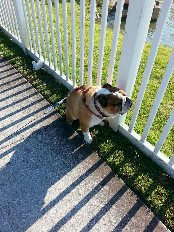 PrissynEJBullys's tweet image. I gotz pooperatzi following me errywhere.