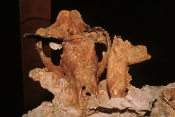 OAPlanet's tweet photo. The Tasmanian tiger was only the size of a fox, but it was able to hunt much larger animals. http://t.co/nicfMFwkGe http://t.co/UWZYUqtupB
