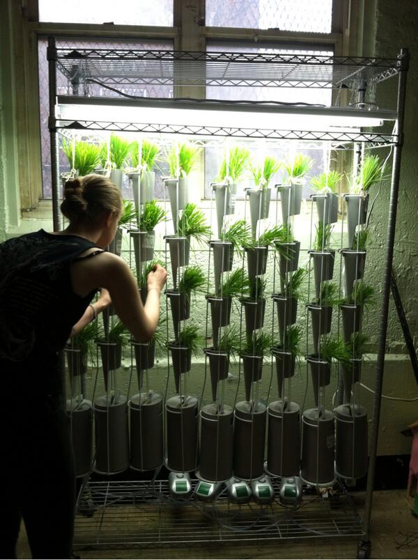 urbgardenersrep's tweet photo. Intern at sproutbydesign tending the #hydroponic #windowfarms at #ravenswood. http://t.co/MOQwvbb7Fo via @isproutdesign and @UGRnews