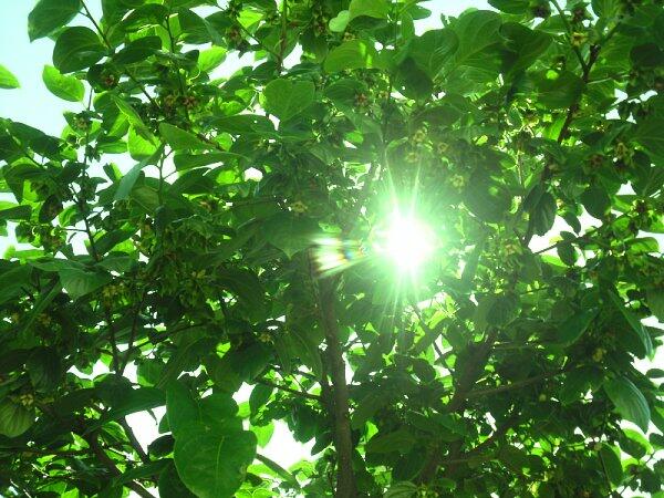 시각과 청각을 통해 나는 한순간 자연 속에 잠긴다. 나무가 바람에 흔들리는 모습은 마치 나무와 바람이 이야기를 나누며 애무하는 것처럼 보이기도 한다.

_정수복, 『프로방스에서의 완전한 휴식』중에서