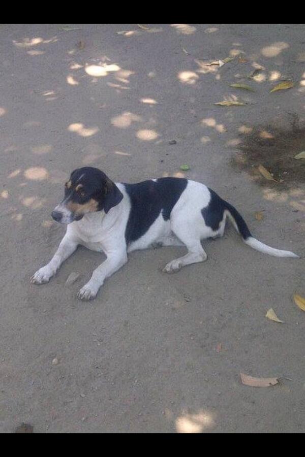aDOGtaCcs's tweet photo. "@Angelespazb: En adopción mestiza de beagle 7 meses es de tamaño pequeño-mediano ideal para apartamento #Maracay  http://t.co/sLp78MDodQ"