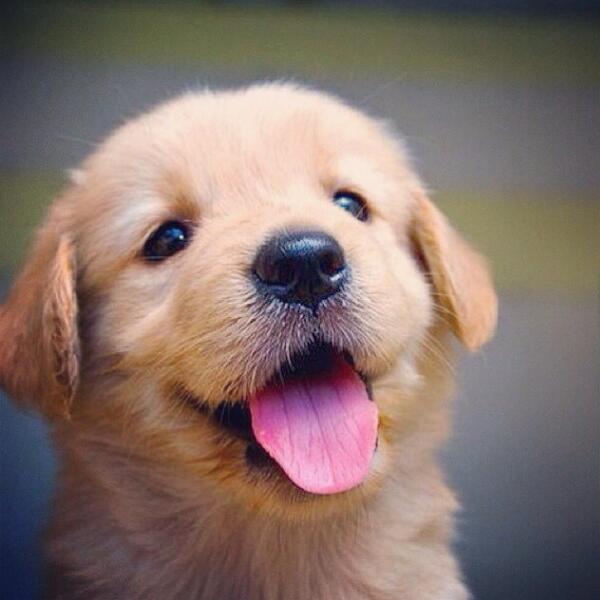 BabyAnmlPosts's tweet image. How cute is this puppy!?