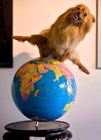 CrapTaxidermy's tweet photo. "I got hoes in different area codes." http://t.co/cEnVs9bWTp
