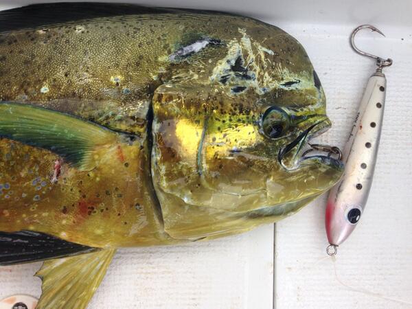 healeysurf's tweet photo. Mahi Mahi on a stick bait by #PelagicWarrior lures.  The fishing at @Nihiwatu has been incredible.  #HealeyWaterOps http://t.co/KIkSo1qj2s