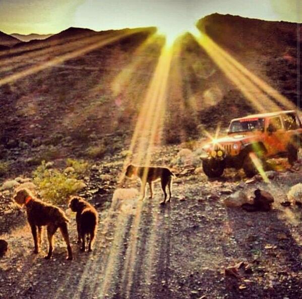 jeepindogs's tweet photo. Instagram photo by @jumpnjill http://t.co/WiRsuXz9Bw #jeepindogs #jeep #jeeplife #itsajeepthing http://t.co/LEC3tj1UXE