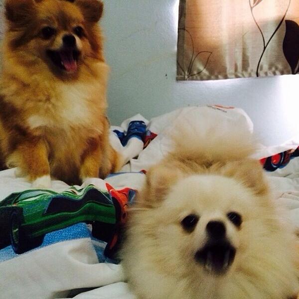 ทั้งดื้อทั้งซนนะพวกแกสองตัววว😜 <a href="/bbambua/">Bambie Buaban</a> 
(Photo by IG: bbambua) #ไอ้นิกบอทปากหมา