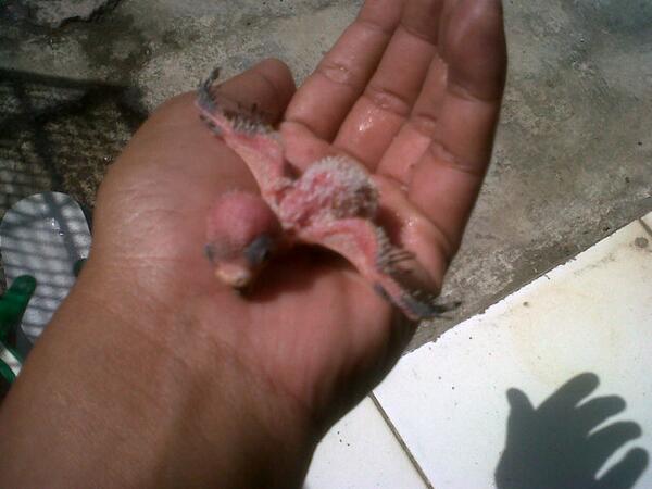 79Agun's tweet photo. Anak parkit http://t.co/dweufLrs84
