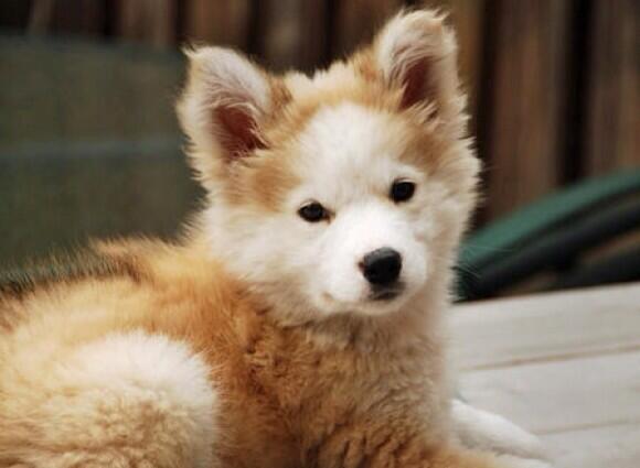 BabyAnmlPosts's tweet image. Golden retriever husky!